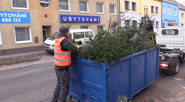 Vánoční stromky poslouží místo mulčovací kůry