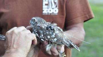 Zlínská zoo se snaží o návrat sýčků do volné přírody. Ptáky označené vysílačkou vypouští u Napajedel