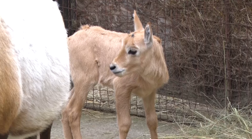 Baby boom odstartoval u přímorožců a gekonů