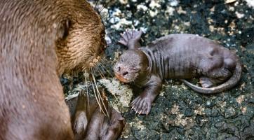 Zlínské zoo se znovu podařilo odchovat vydry obrovské! Trojice vydrýsků je zatím k vidění v tropické hale