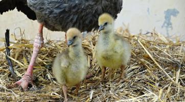 Zlínská zoo rozlouskla chovatelský oříšek! Znovu se jí podařilo odchovat čáje chocholaté