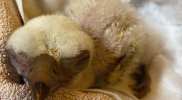 Zlínská zoo se chlubí novým supím přírůstkem. Místní odchovanec roste jako z vody