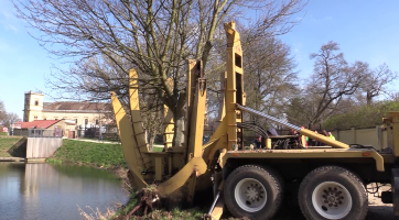 Ve Veselí přesadili unikátním způsobem čtyři dospělé stromy