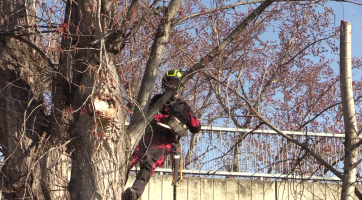 Do řezání stromů se v Kyjově pustili i stromolezci