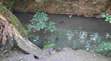 Nutrie ve Zlíně ničí břehy. Lidé nerespektují zákaz krmení