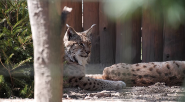 Zahájení sezony v hodonínské zoo nabídlo kvíz i výrobu enrichmentu 