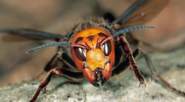 Sršeň asijská představuje riziko pro včelaře i turisty