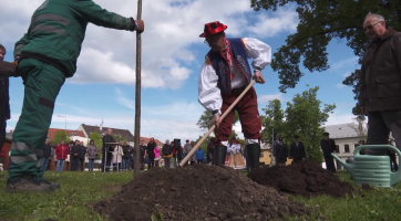 Lípami obrostlé náměstí Míru se rozroste o další krásný strom