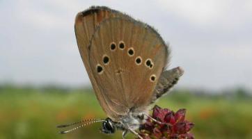 Na vytipovaných místech u řeky Dřevnice se v létě nebude sekat tráva. Důvodem je ochrana motýla