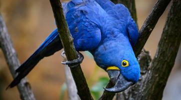 Hledá se papoušek! Ze zlínské zoo uletěl během neděle