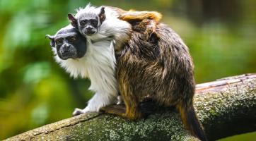 Ve zlínské zoo se narodilo mládě kriticky ohroženého tamarína pestrého. Jde o velký chovatelský úspěch