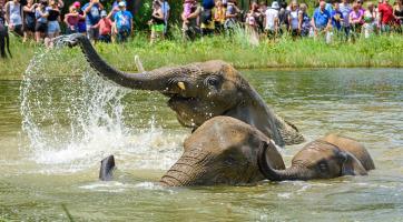 Tropické teploty zvládají zvířata ve zlínské zoo bez problémů. Dostávají i speciální zmrzliny