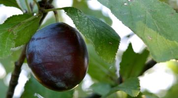 Kraj podpoří místní zemědělce i vinaře