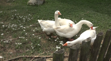 Děti si zase užívají léto na Rochusu