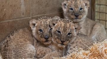 Obrovská radost a překvapení ve zlínské zoo! Lvice Kwale porodila tři zdravá mláďata