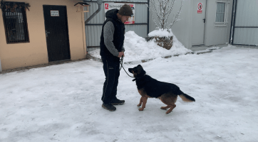 Zvířecí útulek Vsetín se stará o třicítku psů a koček