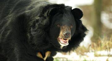 Medvěd Jiří má za sebou karanténu a postupně se rozkoukává ve venkovním výběhu ostravské zoo