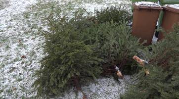 Město se opět postará o vysloužilé vánoční stromky