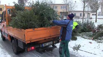 Svoz vánočních stromků bude trvat, dokud to bude potřeba