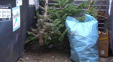 Hodonínská Tespra zahájila svoz vánočních stromků