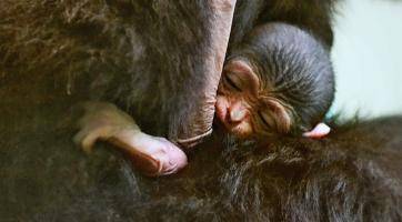 Jedním z prvních přírůstků v Zoo Hodonín bylo mládě gibona