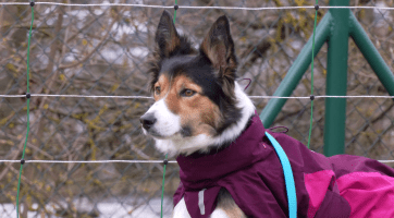 Město obnovilo kynologického cvičiště na Burešově