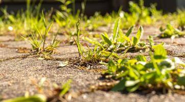 Zlíňané budou moci sledovat průběh postřiků proti plevelu na on-line mapě
