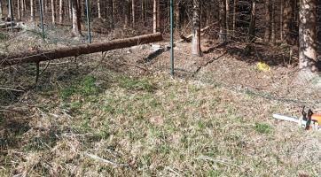 Muže na Valašsku zranil padající strom. Letěl pro něj vrtulník