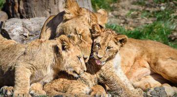 Trojice lvíčat už dovádí ve venkovním výběhu. Nenechte si je ujít, zve zlínská zoo 