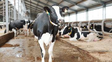 Na hranicích se Slovenskem platí kvůli slintavce a kulhavce ode dneška omezení