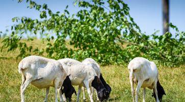 Zlínská zoo zavádí kvůli riziku šíření slintavky a kulhavky preventivní opatření