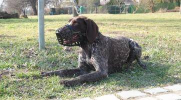 Městská policie zvýšila kontroly pejskařů