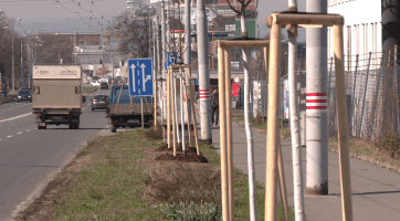 Město Zlín obnovilo alej podél třídy Tomáše Bati