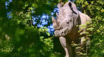 Zlínská zoo a její návštěvníci přispěli na ochranu ikonického nosorožce už více než 1 200 000 korun