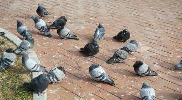 Nová vsetínská vyhláška zakazuje krmit holuby, vodní ptáky a opuštěná zvířata