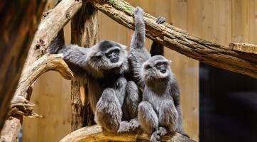 Vzácní primáti na dosah i jedinečná relaxační zóna. Zlínská zoo otevírá Giboniku