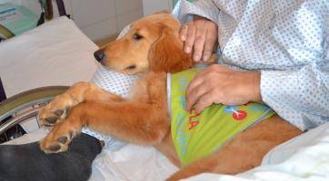 Pacienty ve valašskomeziříčské nemocnici potěší čtyřnohá kamarádka