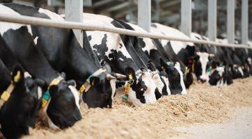 Zlínský kraj řeší hrozbu slintavky a kulhavky