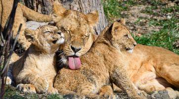 Zlínská zoo v sobotu pokřtí trojici lvíčků. Víme, kdo bude kmotrem!