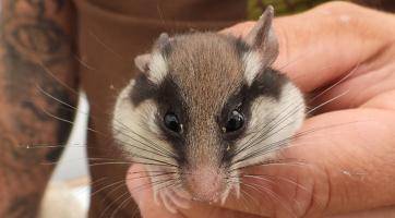 Zlínská zoo se snaží o návrat ohroženého hlodavce do volné přírody