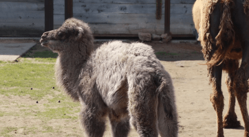 Nejnovějším přírůstkem v hodonínské zoo je mládě velblouda dvouhrbého