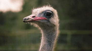 Zlínskou zoo čekají velké plány i noví obyvatelé