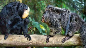 Návštěvník zlínské zoo krmil chvostany čokoládou. Hledají se svědci incidentu