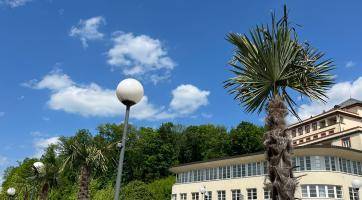 Centrum Luhačovic zdobí exotické palmy