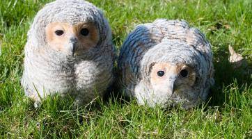 Radost ve zlínské zoo! Vylíhla se zde dvě mláďata vzácného puštíka tečkovaného