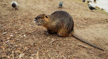 Ve Zlíně začal jarní odchyt přemnožených nutrií. V pasti skončilo už 25 kusů
