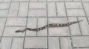 Nečekaný výjev ve Valašských Kloboukách! U hřbitova se plazila půlmetrová krajta