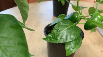 Žáci základní školy v Rokytnici pěstovali rostliny v chytrém skleníku bez hlíny