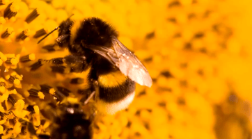 Valašsko fandí čmelákům, opylovači se vrací do krajiny