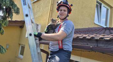 Sedmiměsíční kotě uvízlo na vysokém stromě. Po dvou dnech ho zachránili hasiči